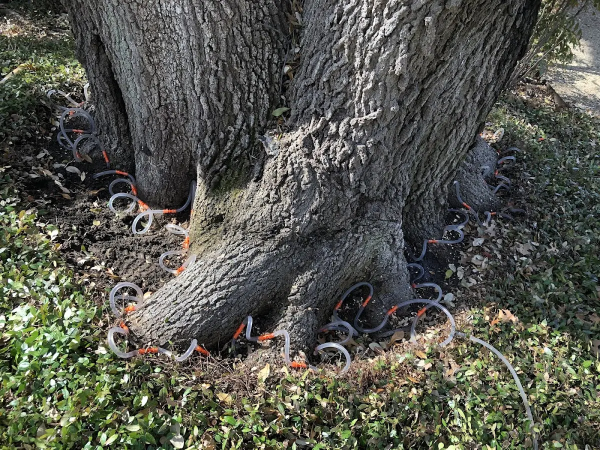 Detailed Tree Cabling and Bracing job site in Sulphur Springs