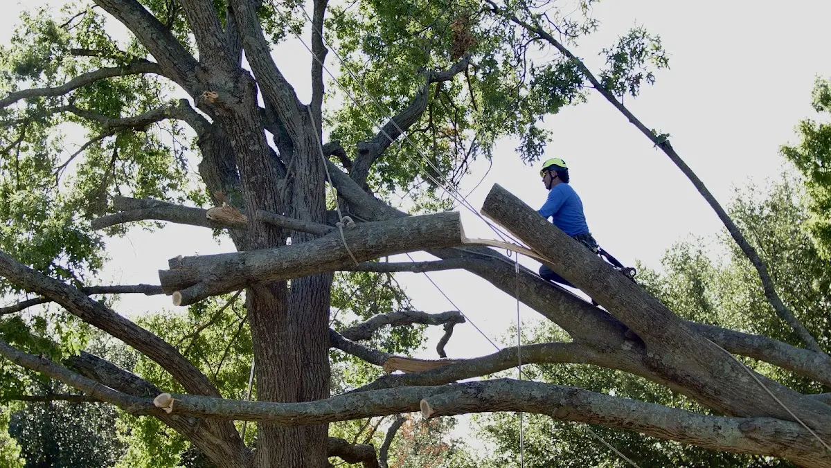 Professional Crown Thinning performed by certified arborists in Sulphur Springs