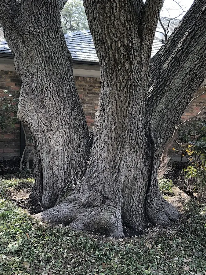 Mature heritage tree close to a Sulphur Springs property cared for by certified arborists