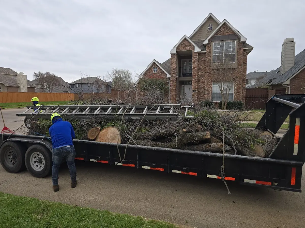 Expert Tree Pest Control with proper safety equipment in Sulphur Springs